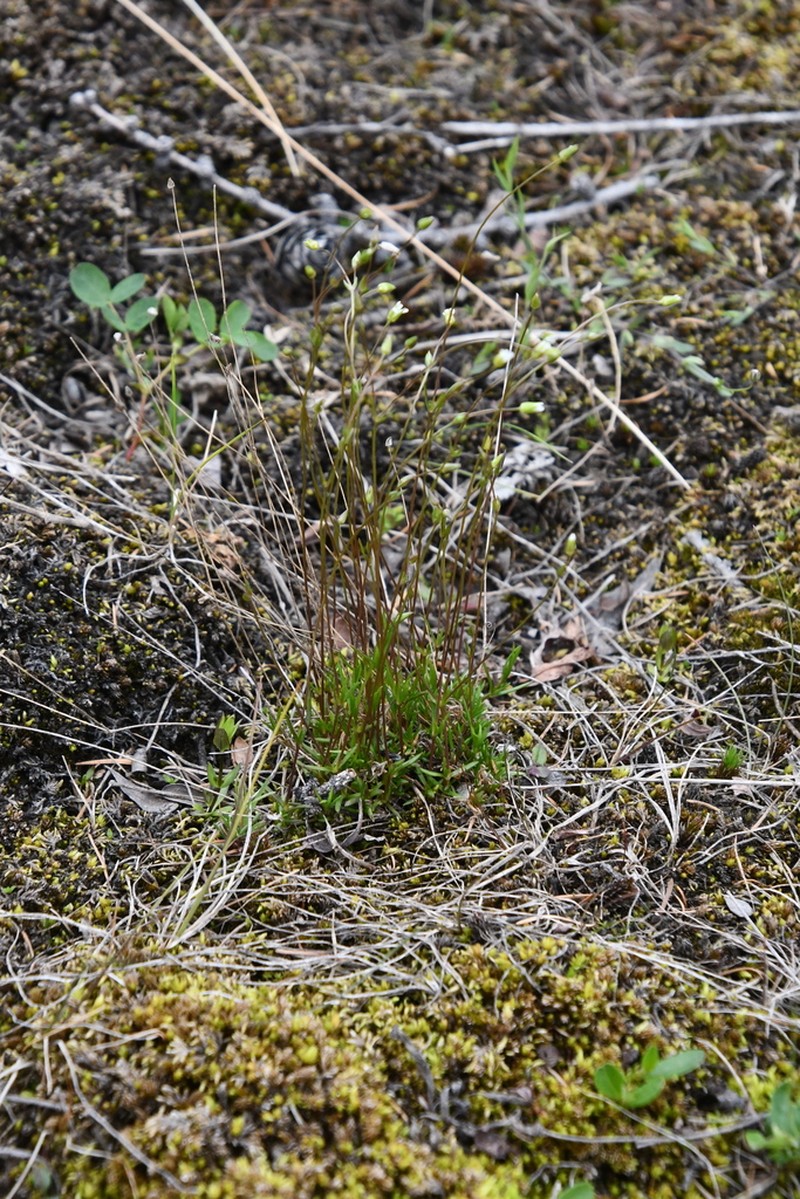 Bog Stitchwort photo 7