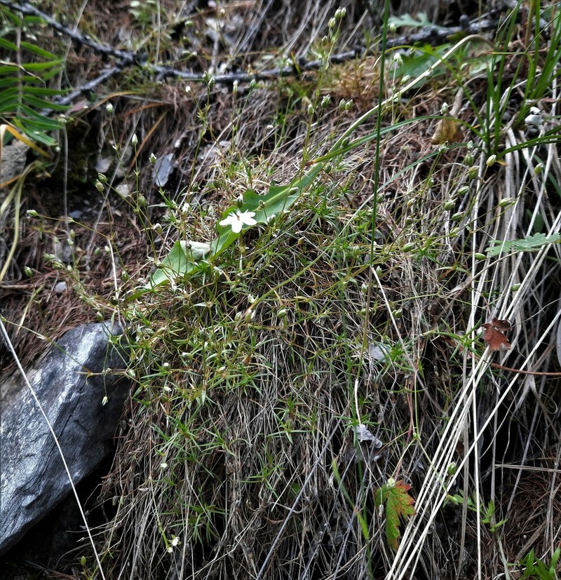 Bog Stitchwort photo 8