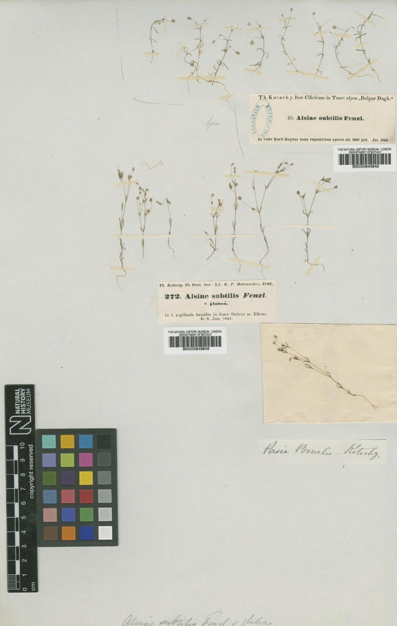 Sabulina subtilis subsp. subtilis