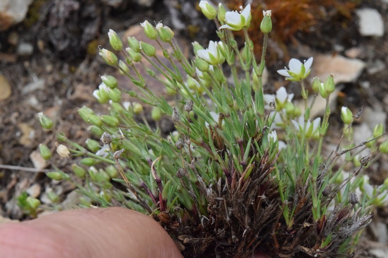 Sabulina verna subsp. verna