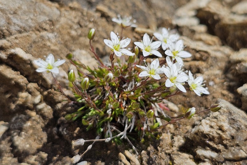 Sabulina verna subsp. verna photo 2