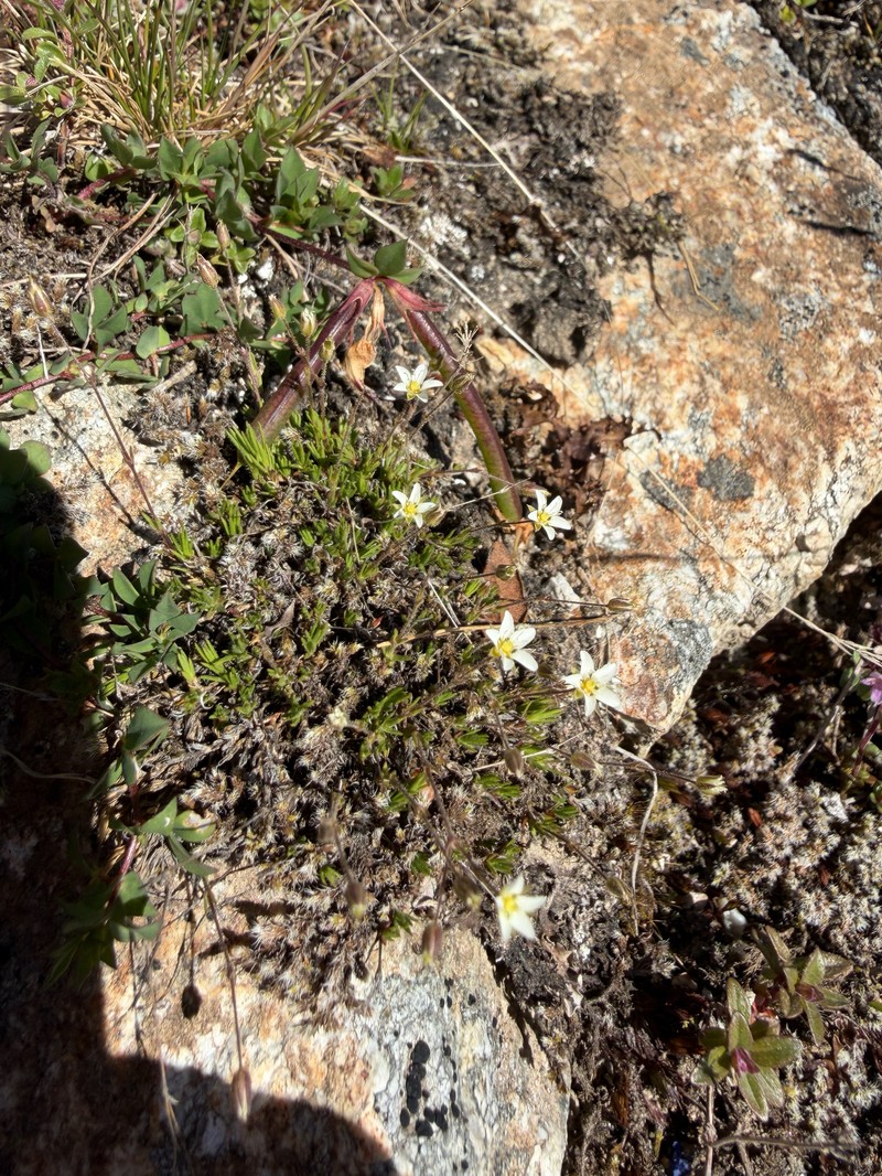 Sabulina verna subsp. verna photo 3