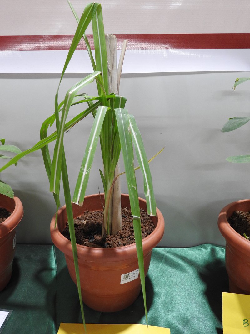 Saccharum arundinaceum