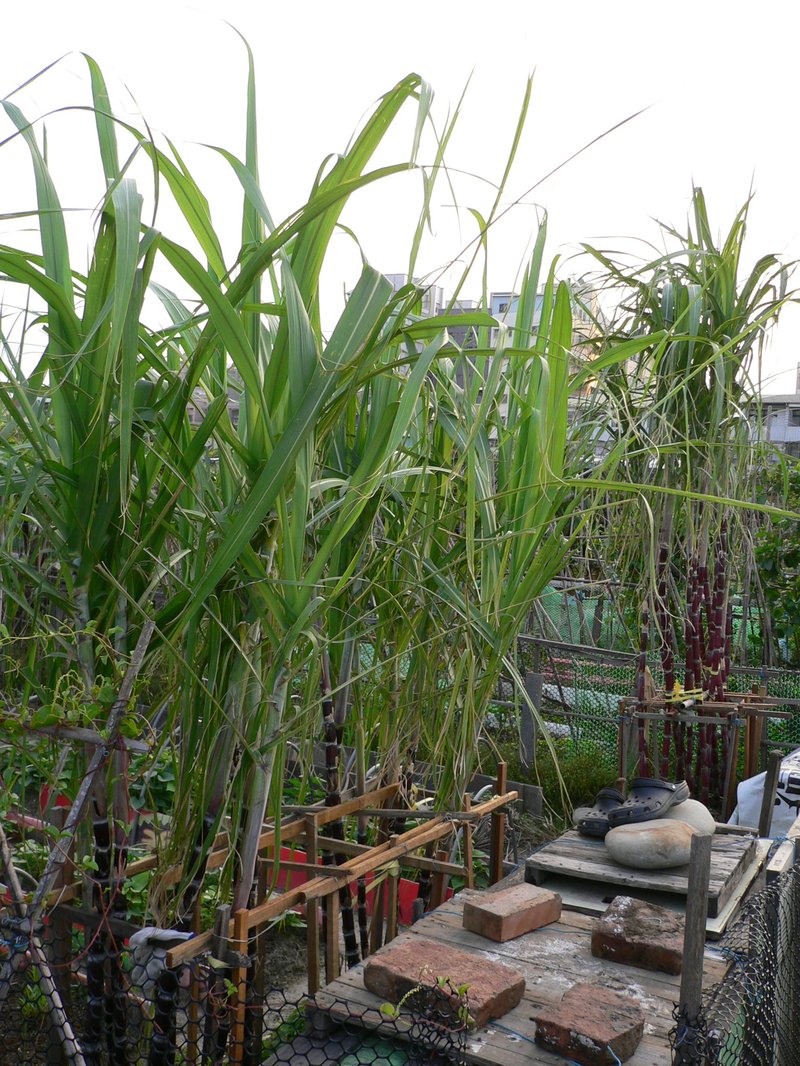 Saccharum barberi
