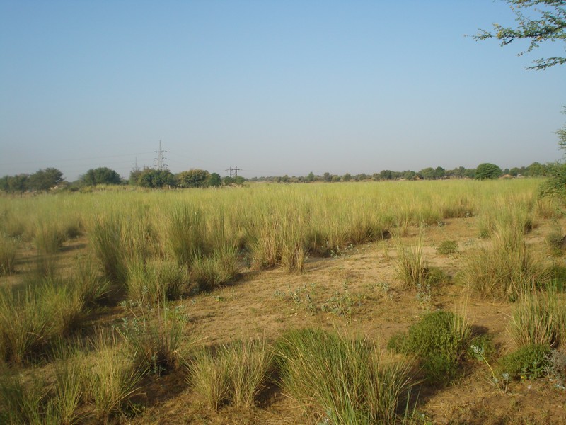 Munj Sweetcane photo 2