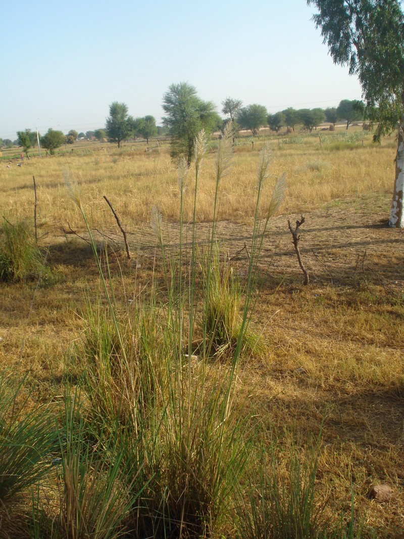 Munj Sweetcane photo 3