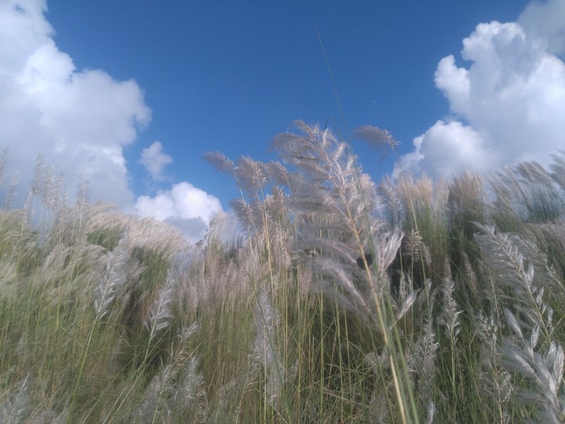 Munj Sweetcane photo 4