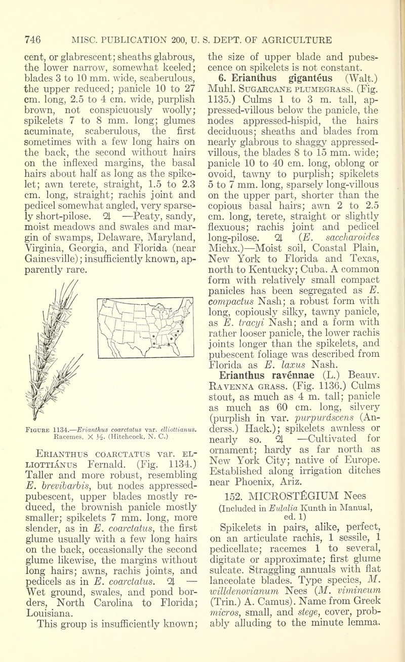 Compressed Plumegrass