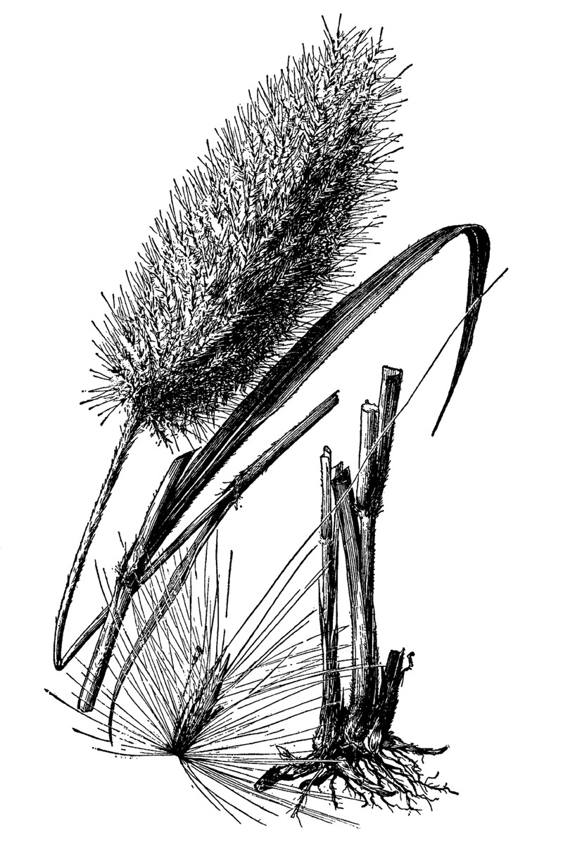 Sugarcane Plumegrass