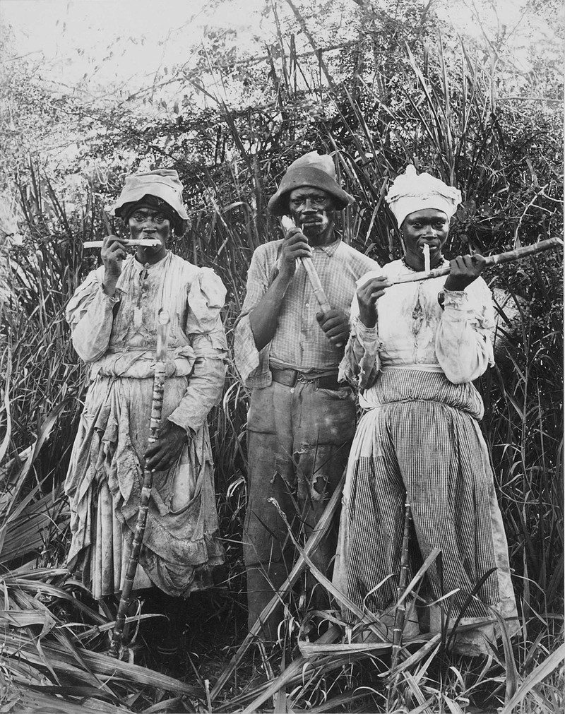 Sugarcane photo 4