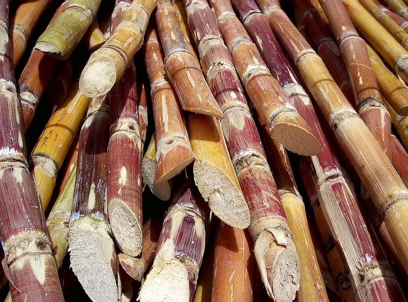 Sugarcane photo 5