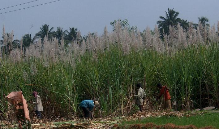 Sugarcane photo 6
