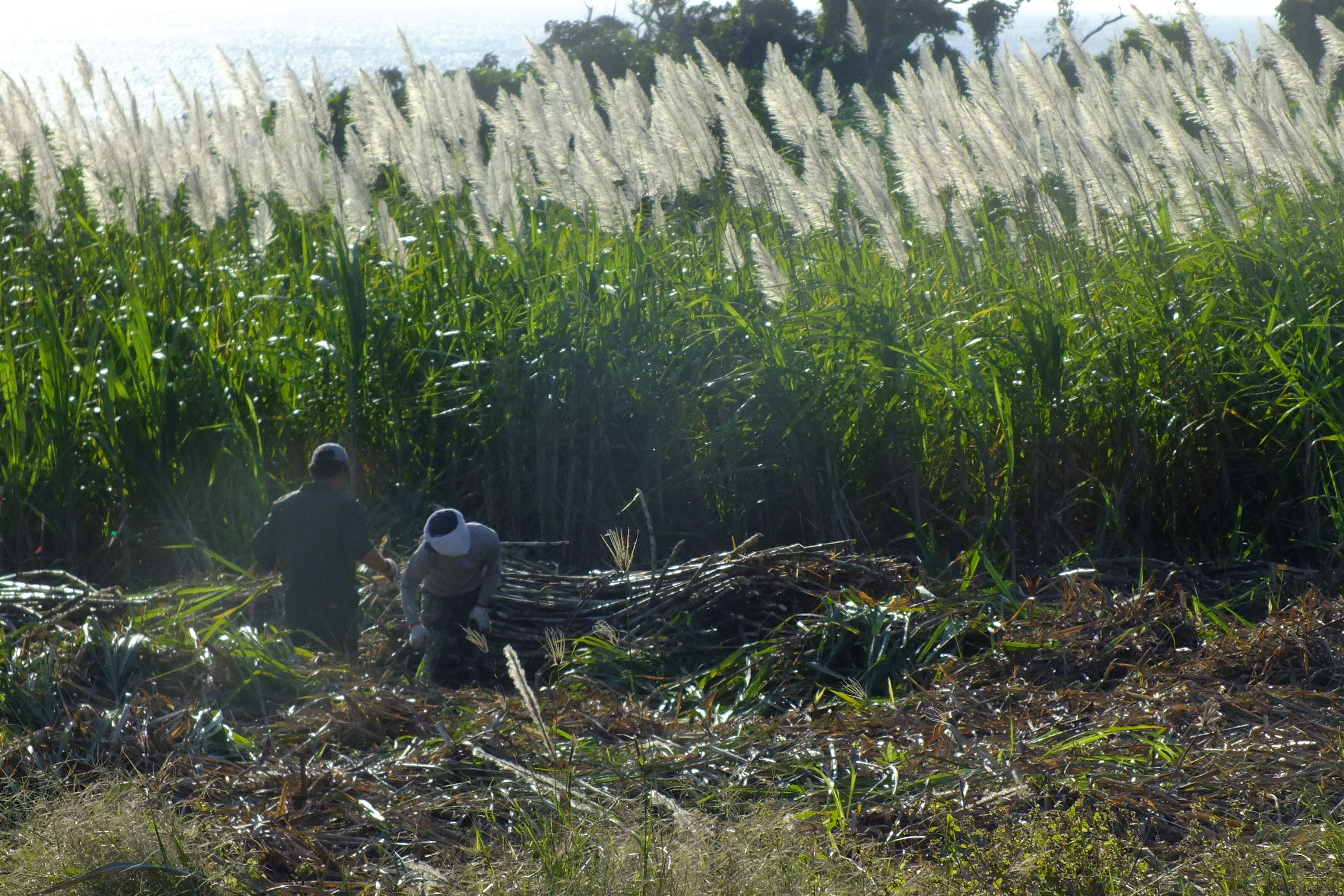 Sugarcane photo 7