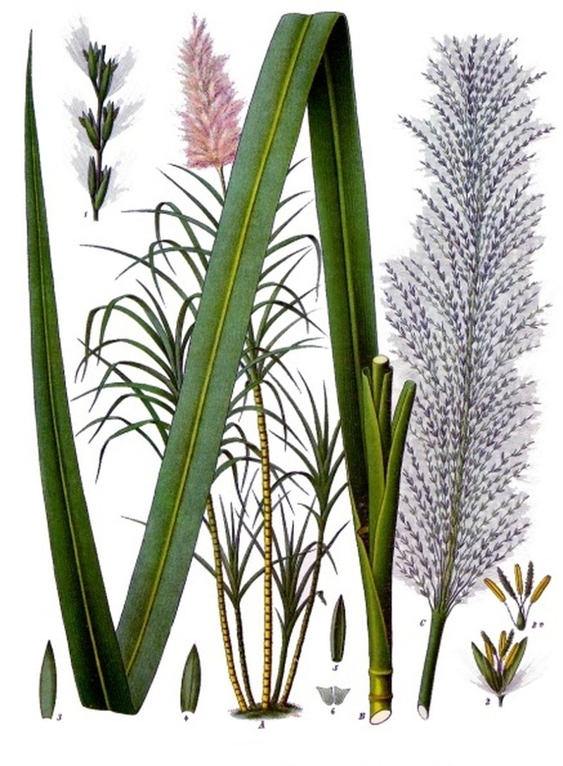Sugarcane photo 2