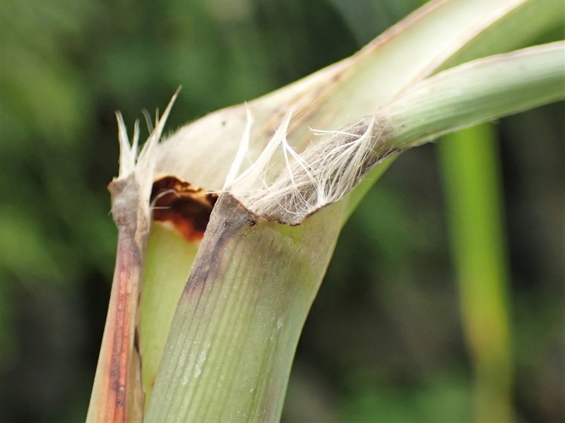 Sugarcane photo 3