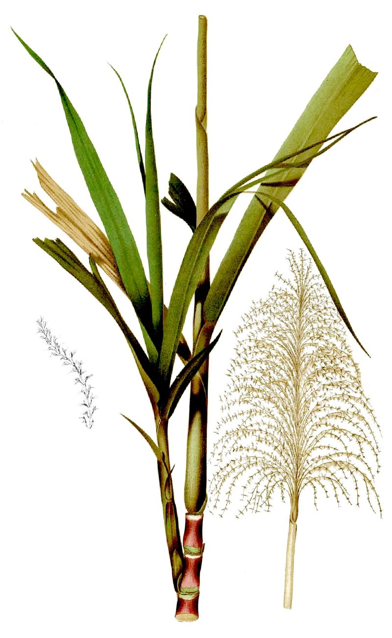 Sugarcane photo 8