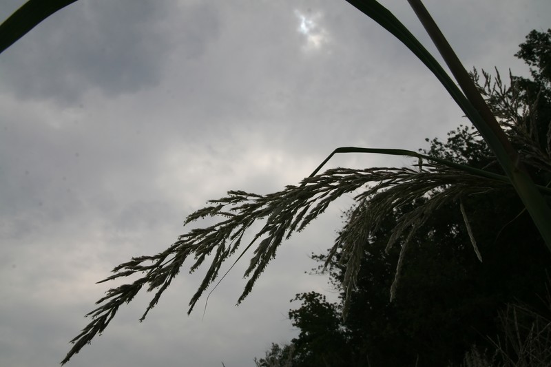 Ravennagrass photo 2