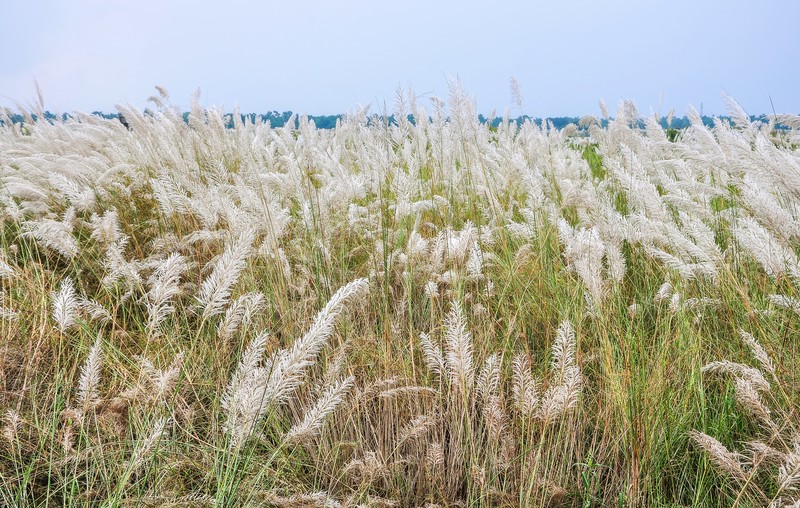 Wild Sugarcane photo 4