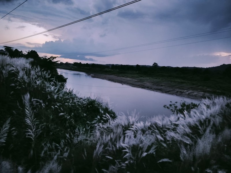 Wild Sugarcane photo 2