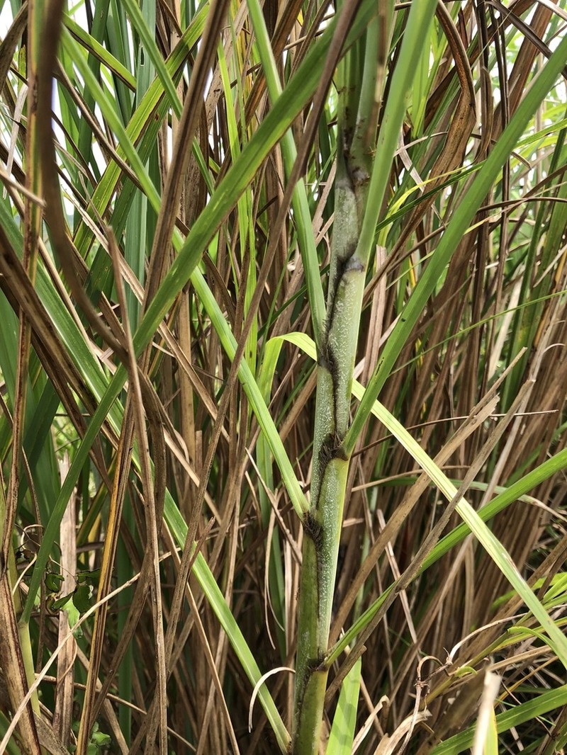 Wild Sugarcane photo 3