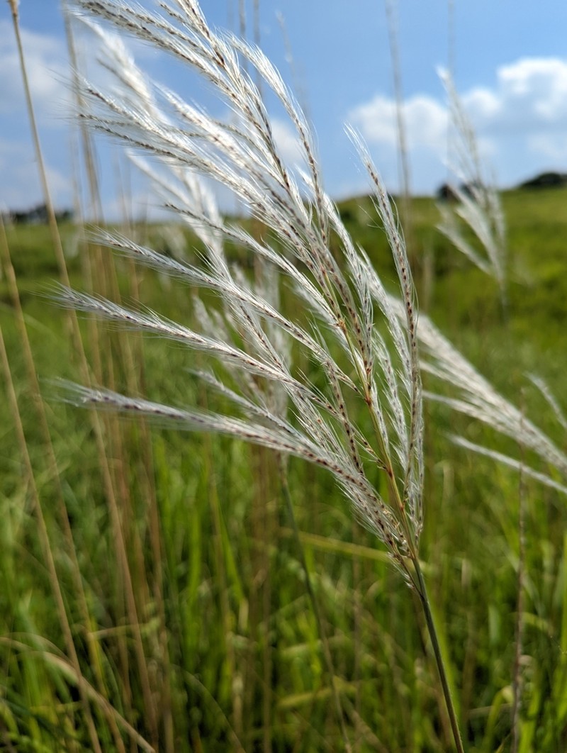 Wild Sugarcane photo 4
