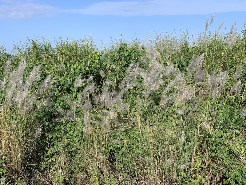 Wild Sugarcane photo 5