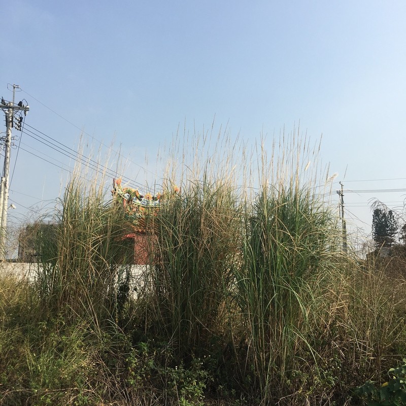 Wild Sugarcane photo 6