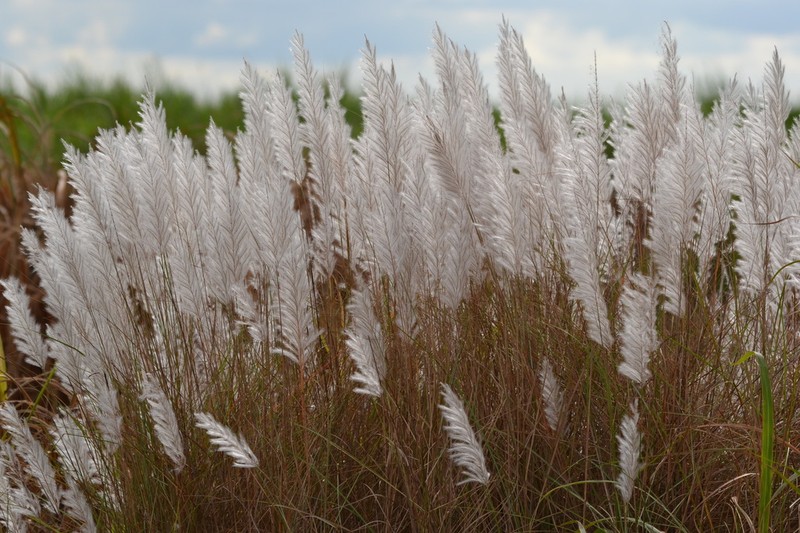 Wild Sugarcane photo 7