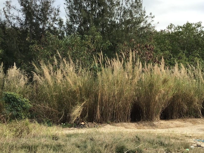 Wild Sugarcane photo 8