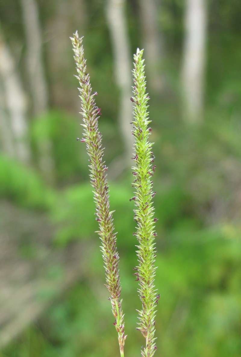 Glenwoodgrass photo 2