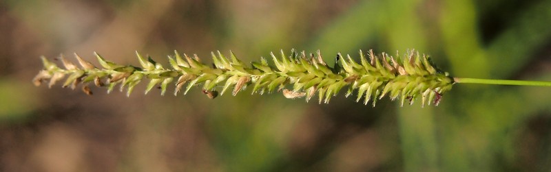 Glenwoodgrass photo 3