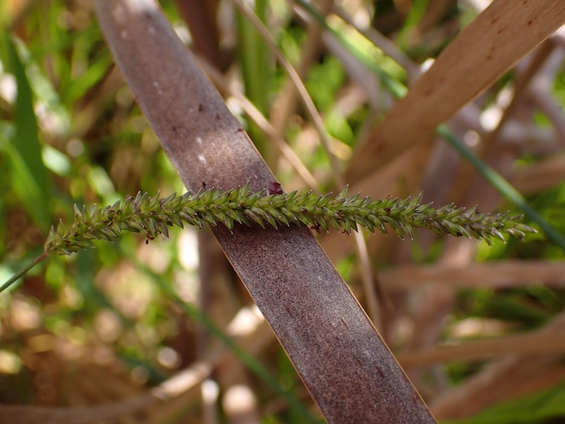 Glenwoodgrass