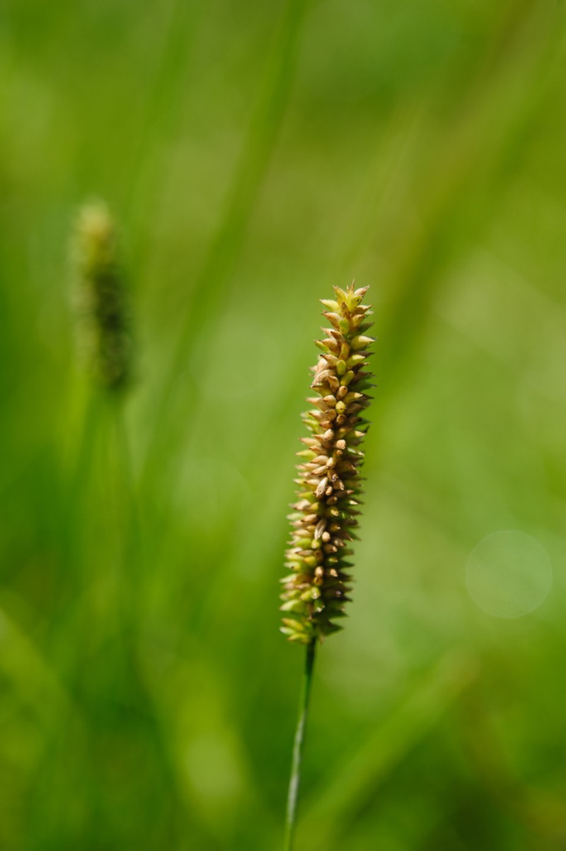 Glenwoodgrass photo 2