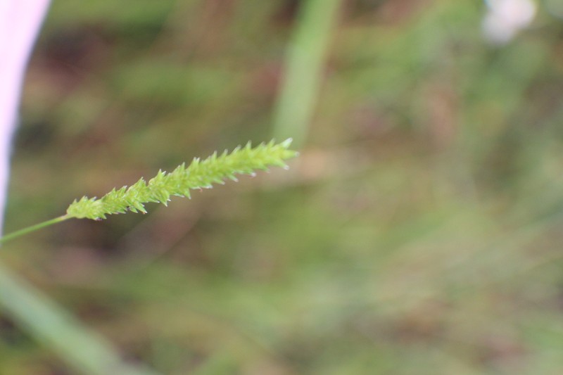 Glenwoodgrass photo 5