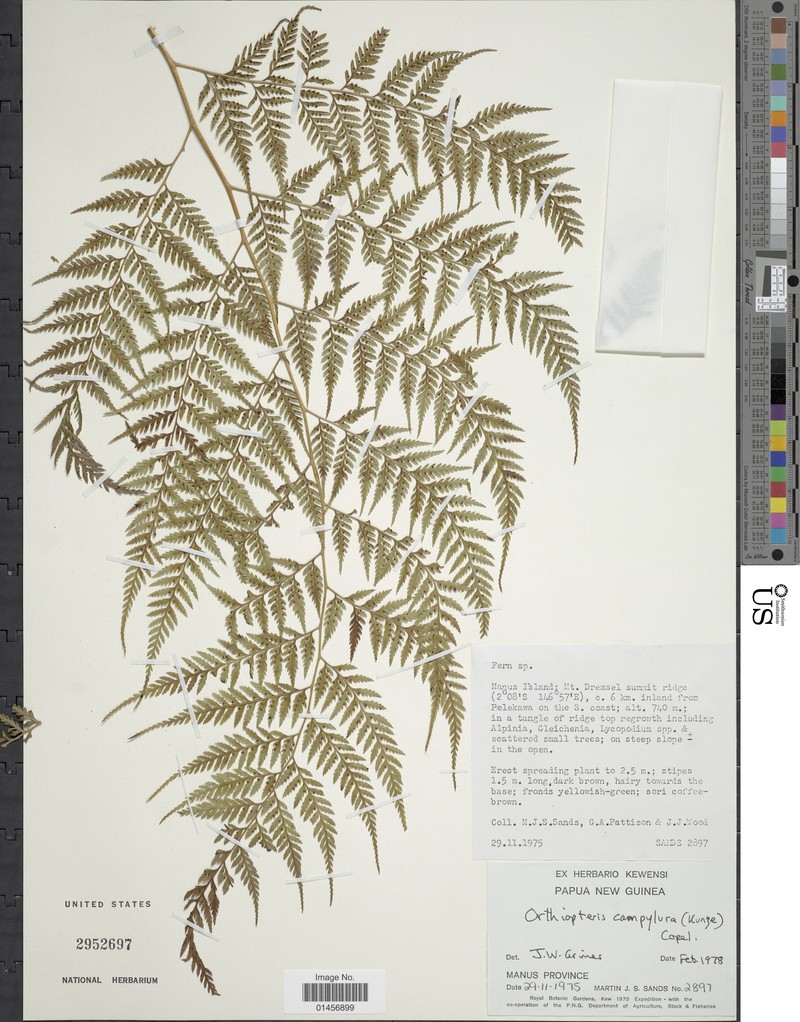 Saccoloma acuminatum