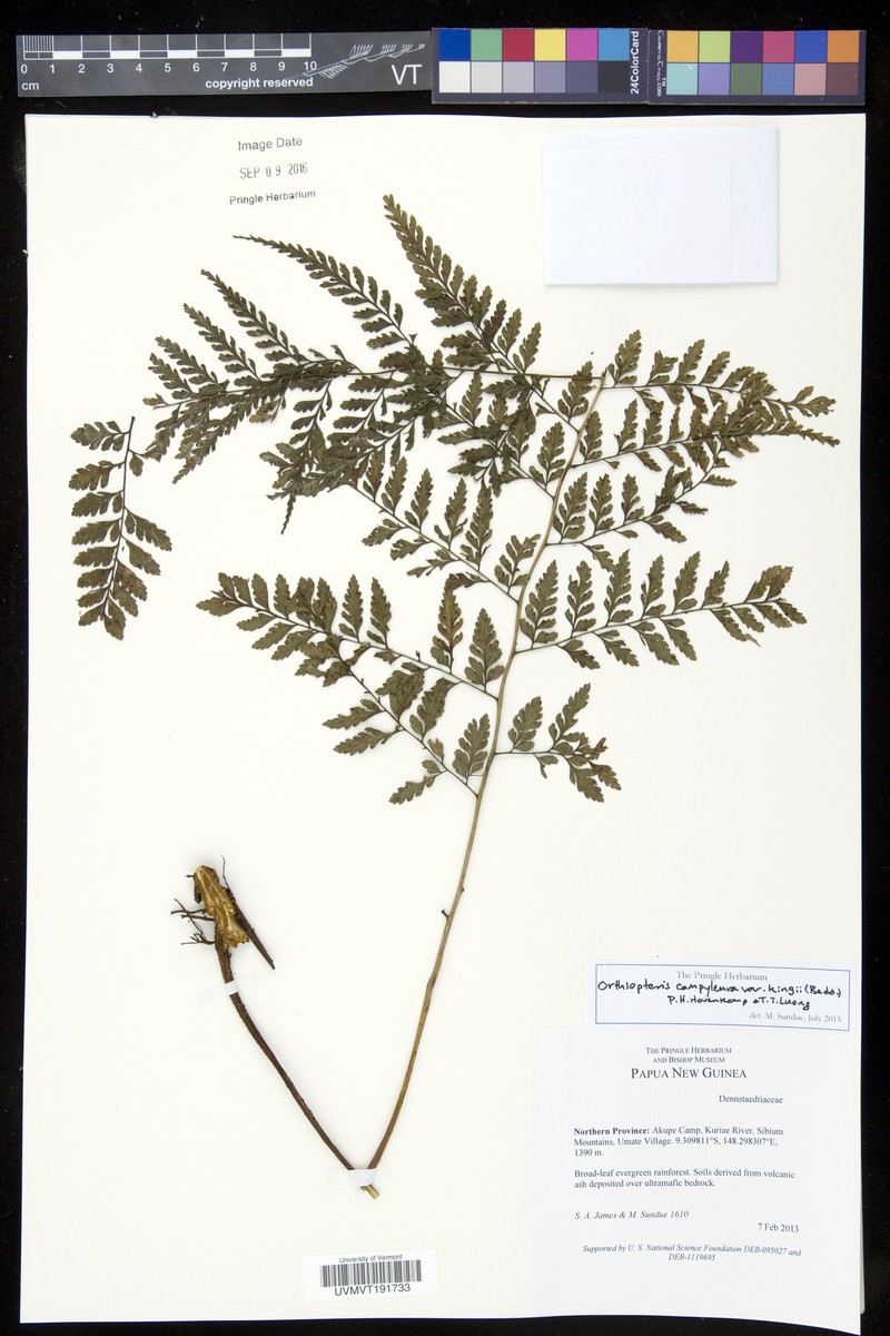 Saccoloma campylurum