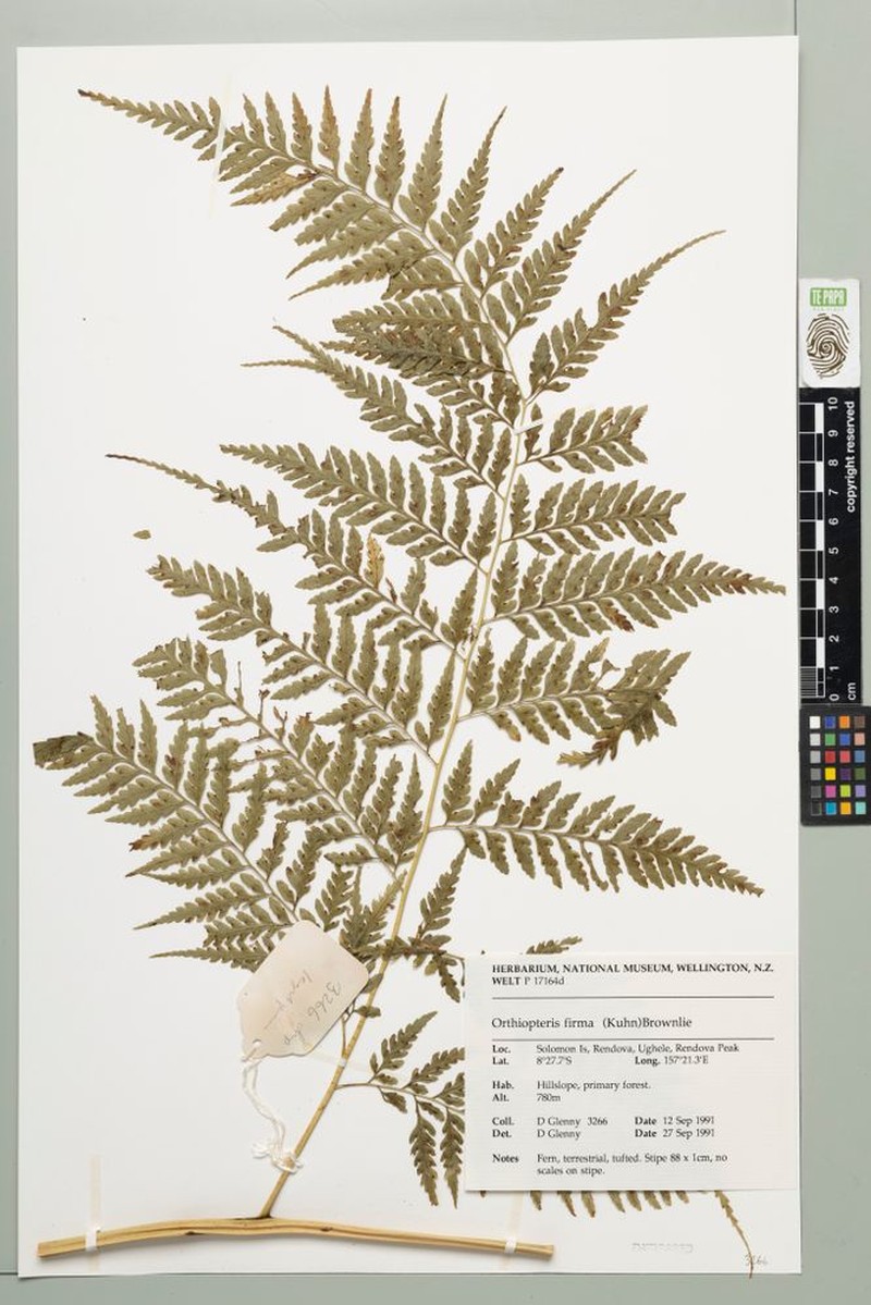 Saccoloma campylurum photo 2