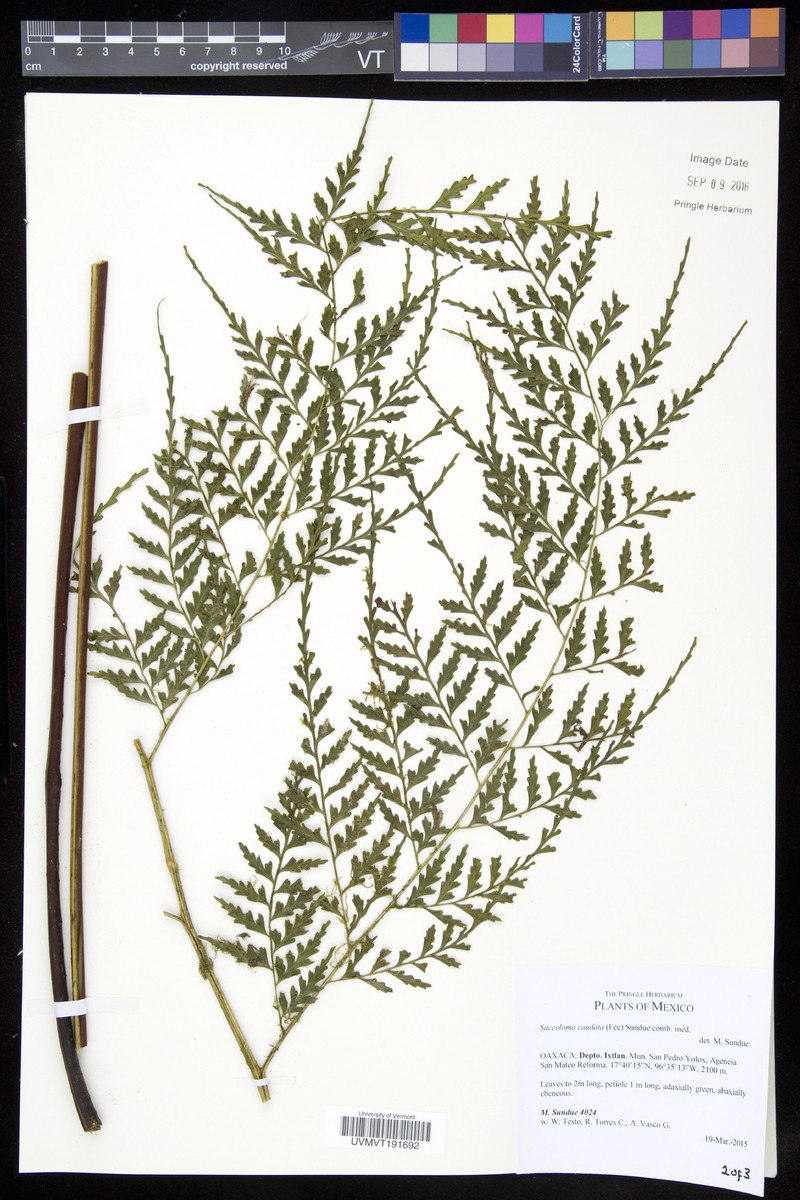 Saccoloma caudatum