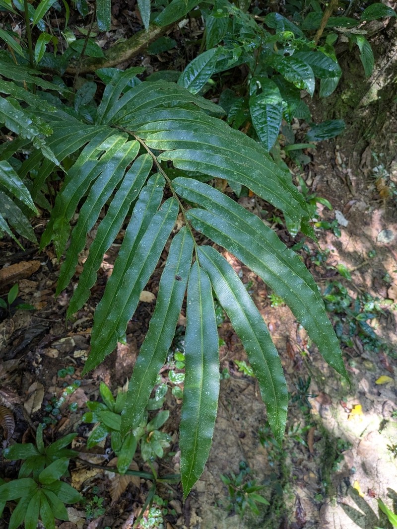 Saccoloma chartaceum photo 2