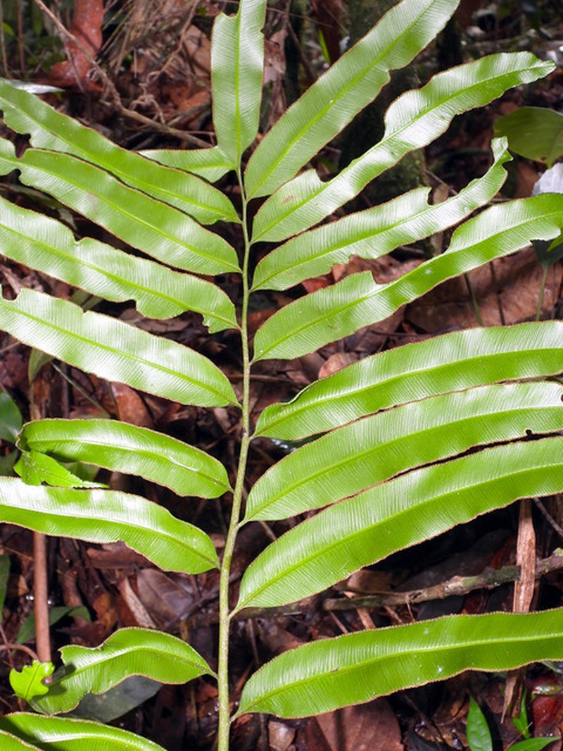 Saccoloma chartaceum photo 3