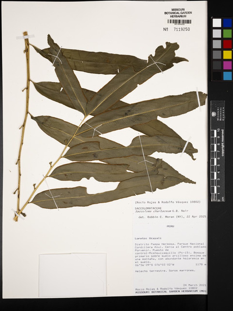 Saccoloma chartaceum photo 4