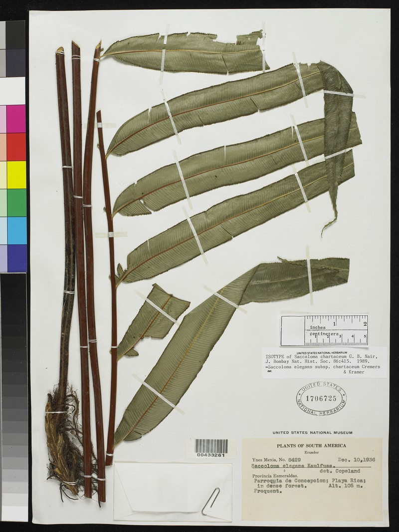 Saccoloma chartaceum