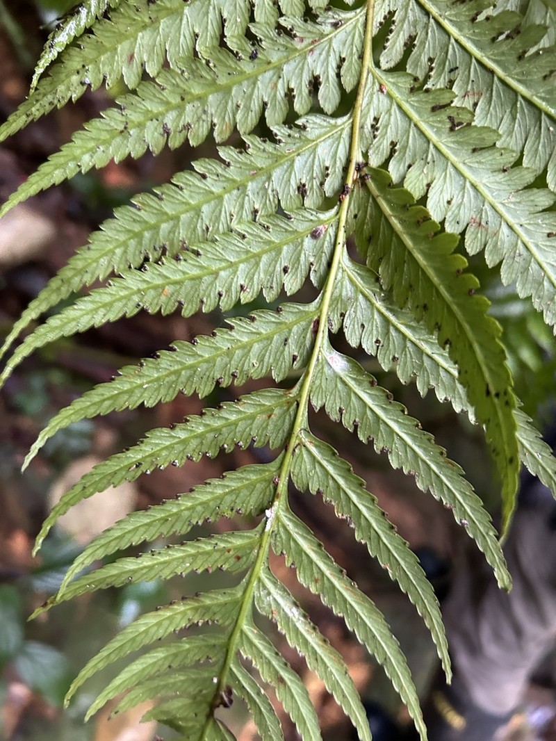 Caribbean Soralpouch Fern