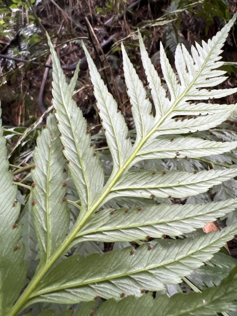 Caribbean Soralpouch Fern photo 2