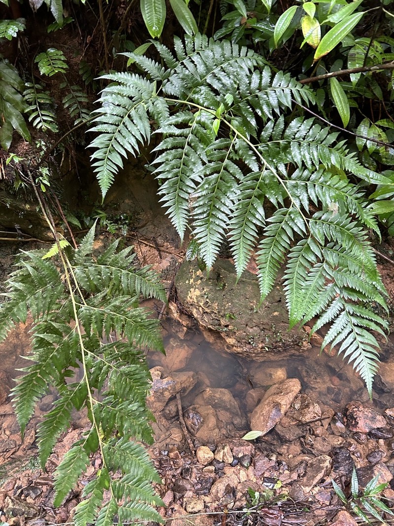 Caribbean Soralpouch Fern photo 3