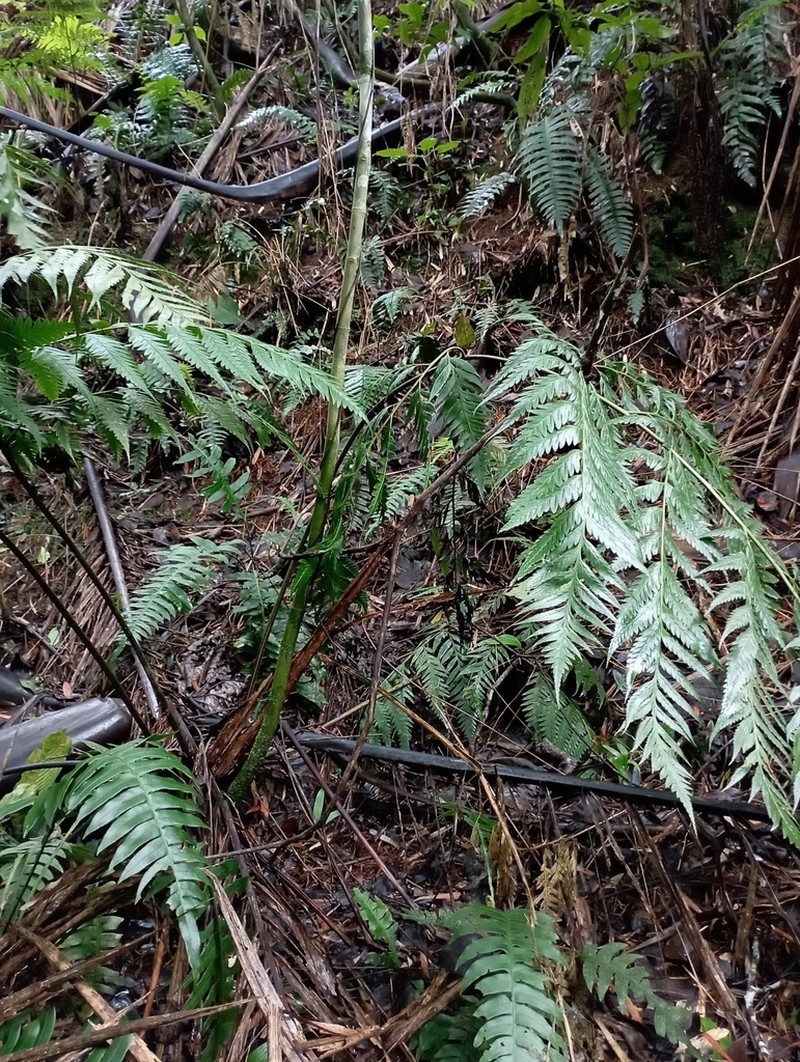 Caribbean Soralpouch Fern photo 4