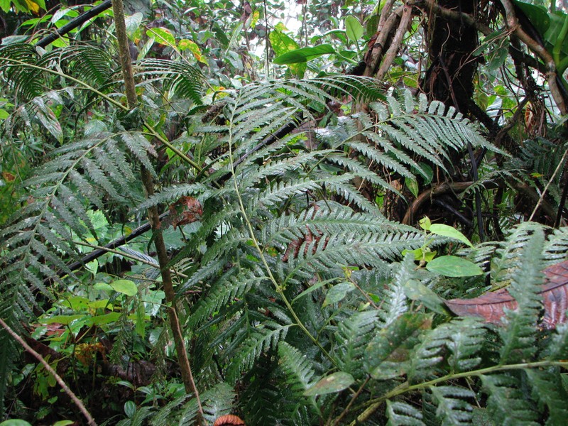Caribbean Soralpouch Fern photo 6