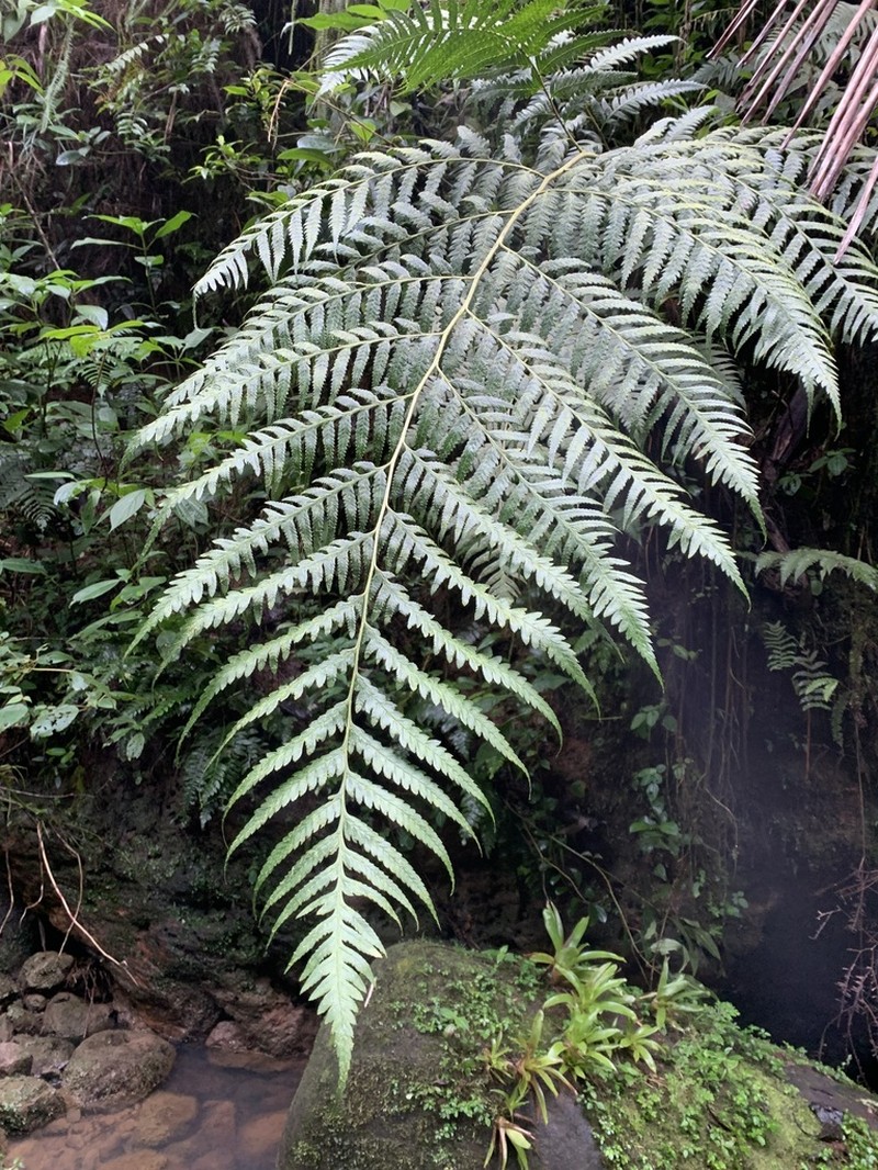 Caribbean Soralpouch Fern photo 7