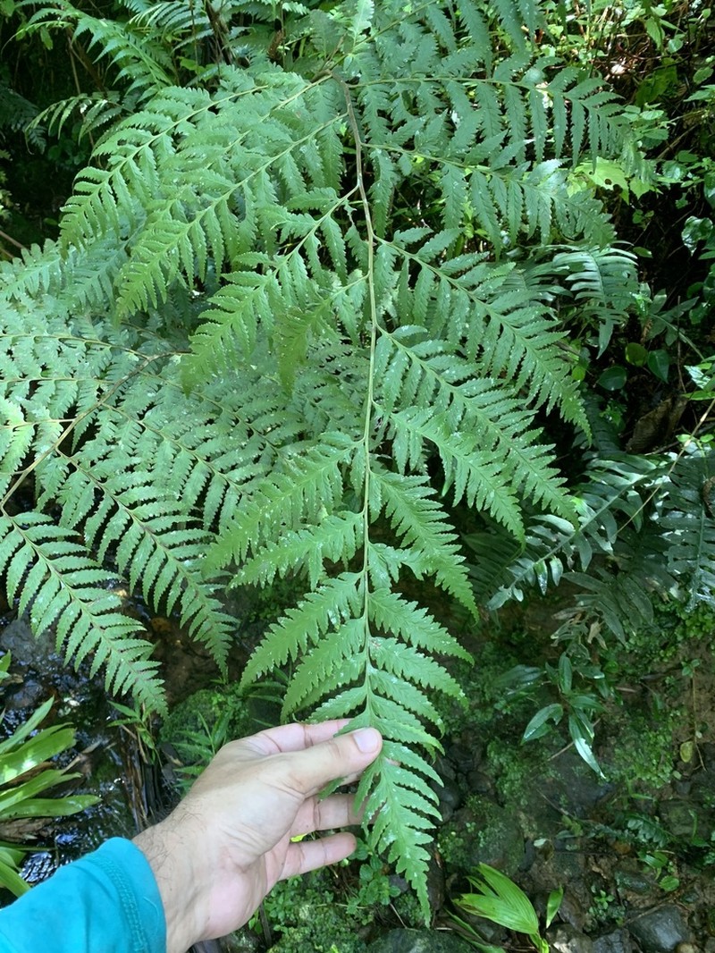 Caribbean Soralpouch Fern photo 8