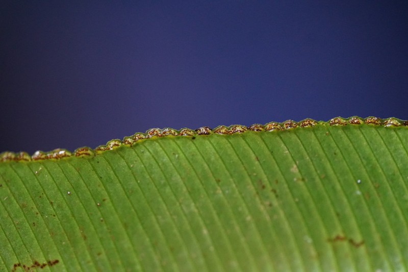 Saccoloma elegans photo 2
